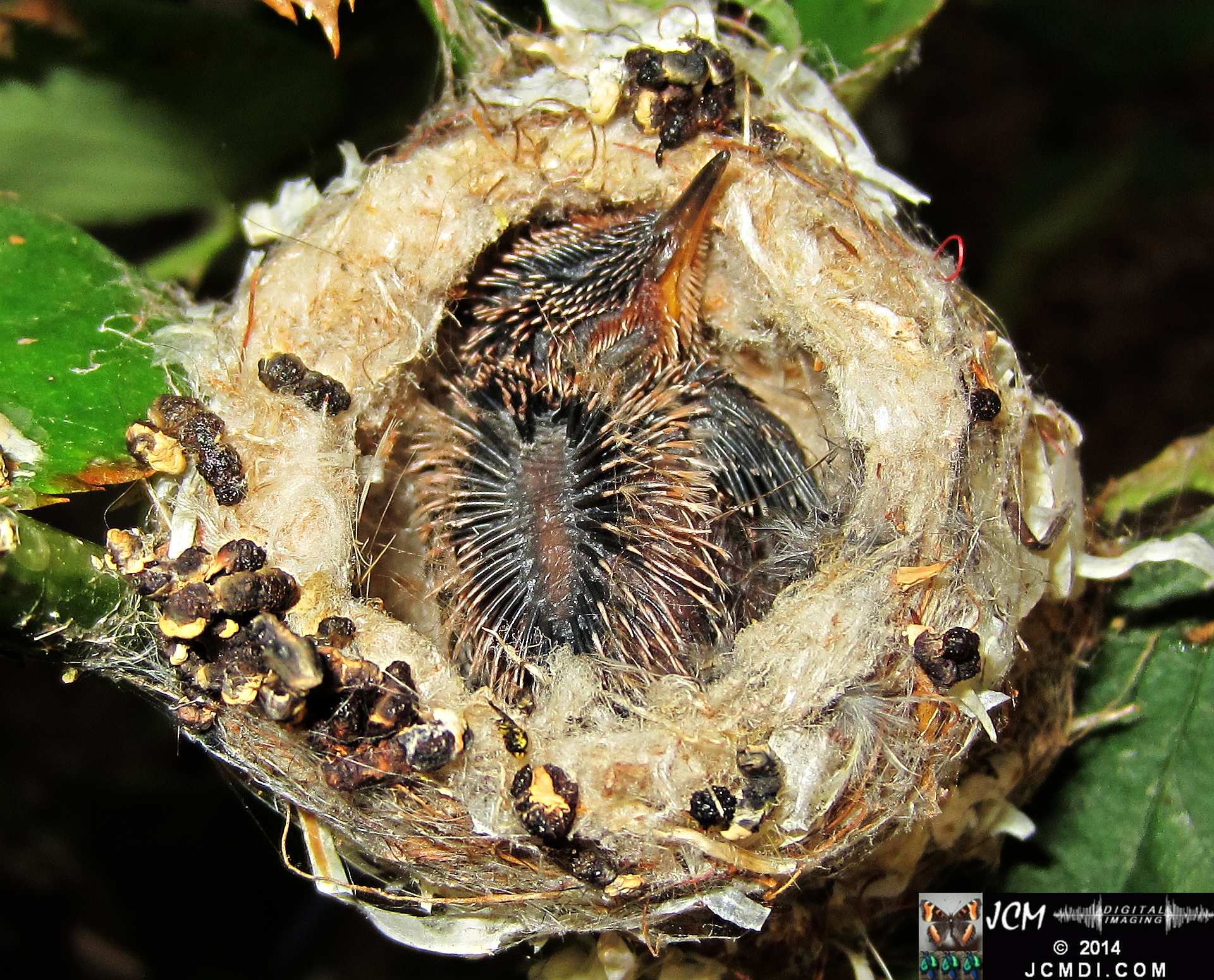 Allens Hummingbird Chick in Nest
